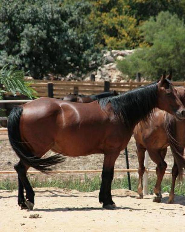 Vered Hagalil Holiday Village Hotel Chorazim Exteriér fotografie